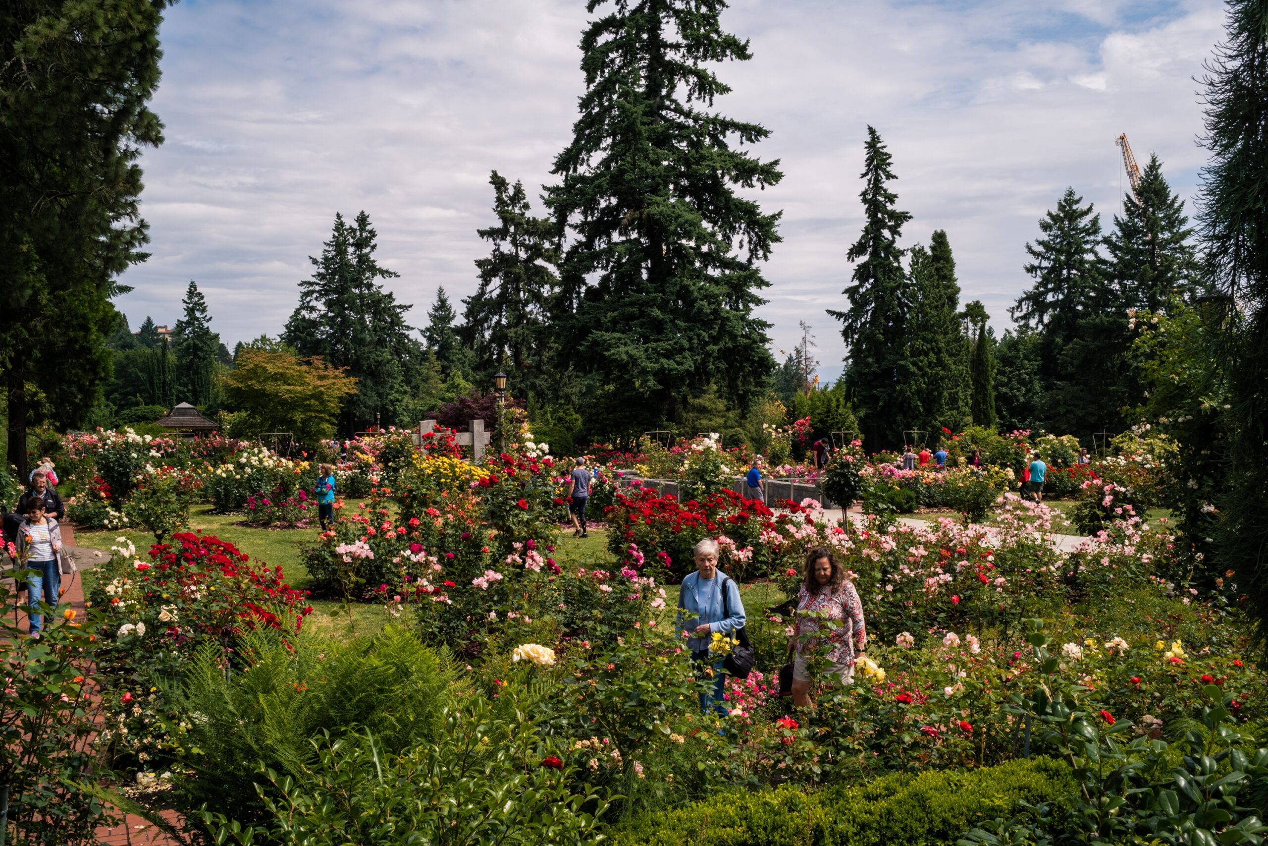 International Rose Garden Is Located Right In Washington Park. There Are Thousand Different Types Of Roses To See And Great Place To Have A Picnic In The Summer.